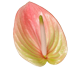 گل آنتوریوم مارآ